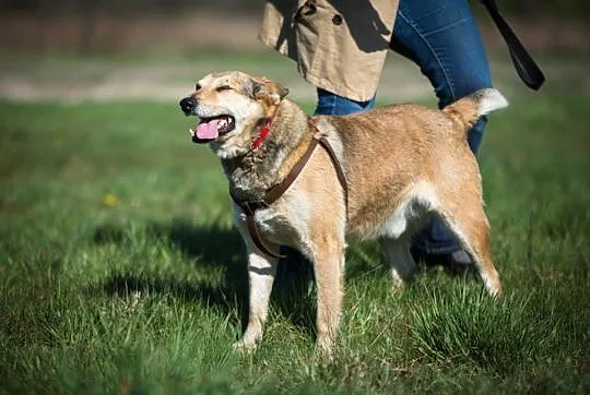 KAJTEK - pies na medal do adopcji!