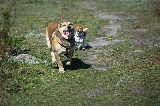 KAJTEK - pies na medal do adopcji!