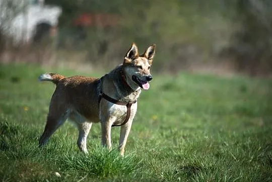 KAJTEK - pies na medal do adopcji!