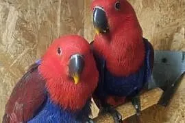 Lora lory wielkie/Barwnice