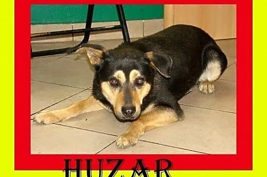 Średnio aktywny,kocha spacery,czujny,odważny,pies HUZAR,  dolnośląskie Wrocław