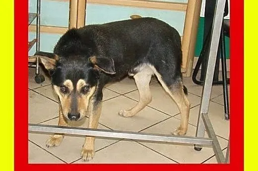 Średnio aktywny,kocha spacery,czujny,odważny,pies 