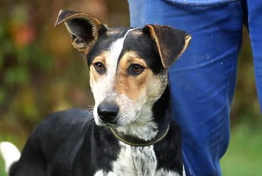 Przyjazna, młodziutka Bronia, wesoła piękność do adopcji