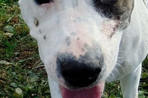 Stella - amstaffka - Fundacja Pies Szuka Domu,  po