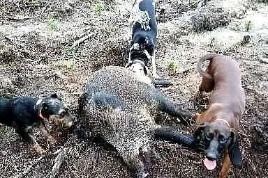 JAGDTERIER suka, Wielkopolskie, Rożnowo