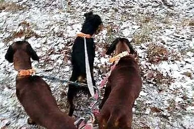JAGDTERIER suka, Wielkopolskie, Rożnowo