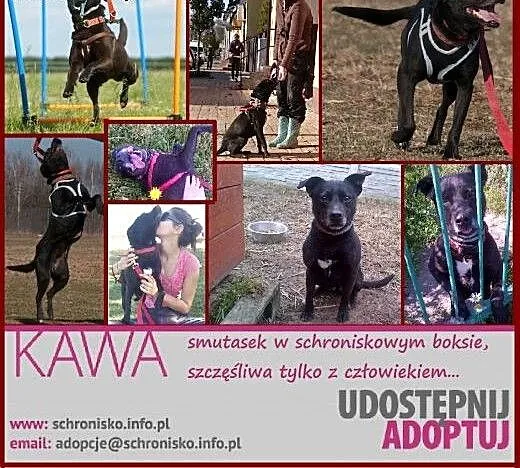 KAWA pilnie szuka rąk do głaskania!, mazowieckie