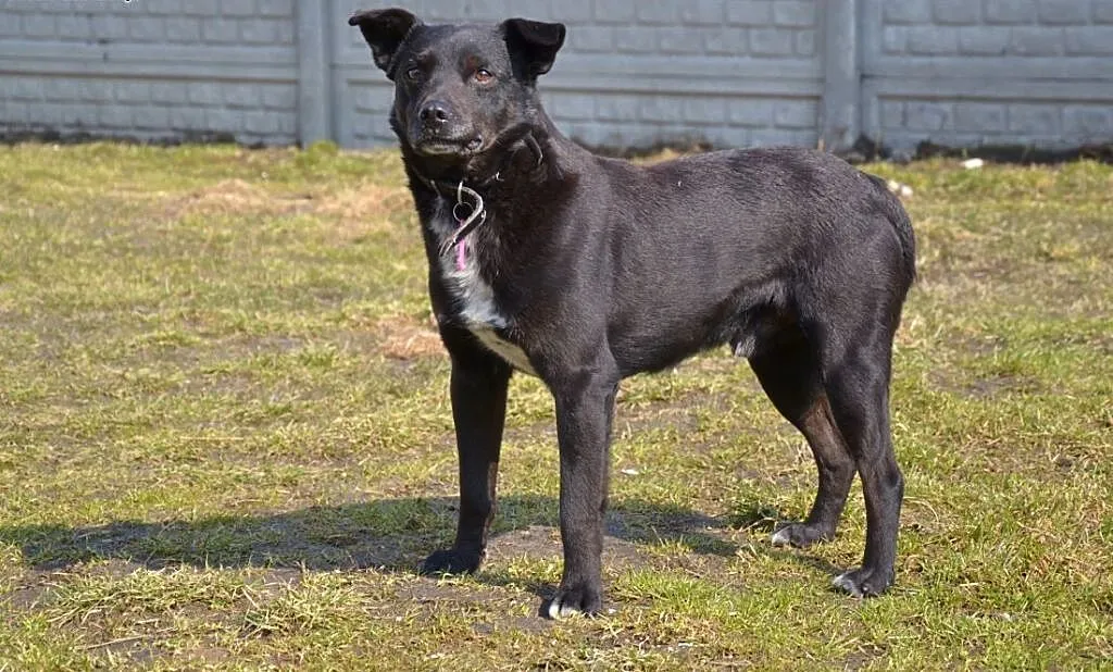 Pascal-15kg, czarny, łagodny, spokojny, nienachalny, mazowieckie Warszawa, Mazowieckie, Warszawa
