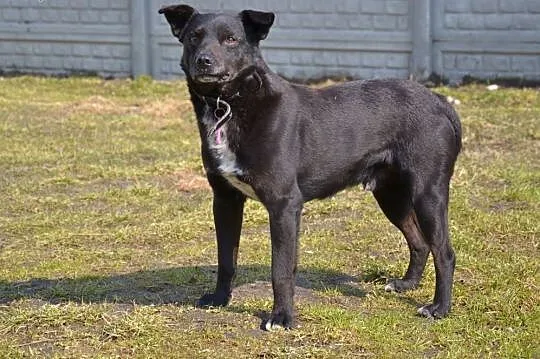 Pascal-15kg, czarny, łagodny, spokojny, nienachalny,  mazowieckie Warszawa, Mazowieckie, Warszawa