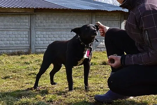 Pascal-15kg, czarny, łagodny, spokojny, nienachalny,  mazowieckie Warszawa, Mazowieckie, Warszawa