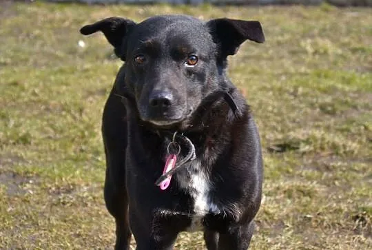 Pascal-15kg, czarny, łagodny, spokojny, nienachalny,  mazowieckie Warszawa, Mazowieckie, Warszawa