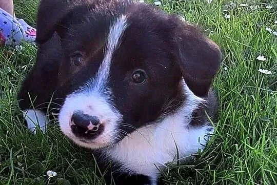 Suczka border collie  - do odbioru, Małopolskie, Jabłonka