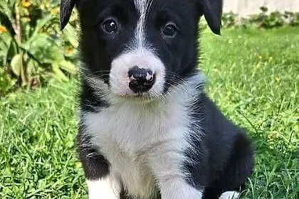 Suczka border collie  - do odbioru, Małopolskie, Jabłonka