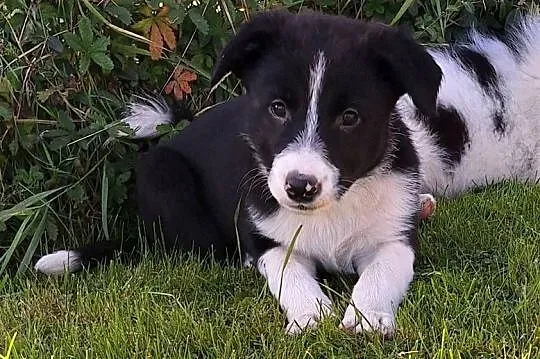Suczka border collie  - do odbioru, Małopolskie, Jabłonka
