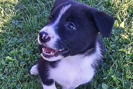 Suczka border collie  - do odbioru, Małopolskie, Jabłonka