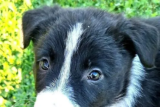Suczka border collie  - do odbioru, Małopolskie, Jabłonka