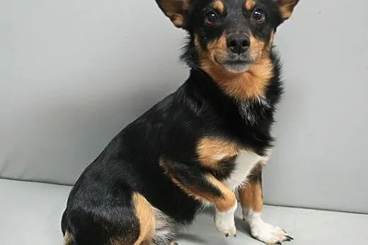 PEPE - śliczny, roczny 6 kg mikro piesek do adopcji,  mazowieckie Warszawa