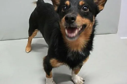 PEPE - śliczny, roczny 6 kg mikro piesek do adopcj