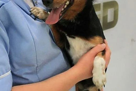 PEPE - śliczny, roczny 6 kg mikro piesek do adopcj