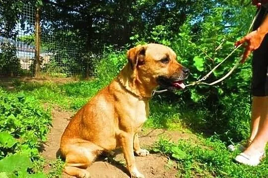 Do adopcji: CENIA - przyjacielska sunia!