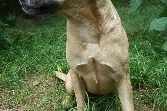 Do adopcji: CENIA - przyjacielska sunia!