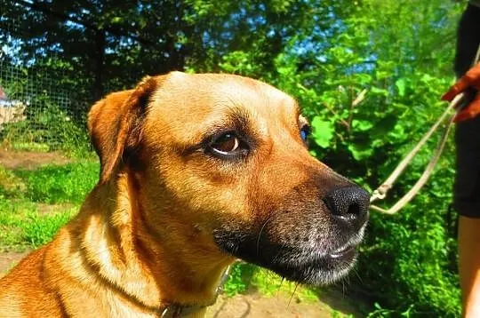 Do adopcji: CENIA - przyjacielska sunia!