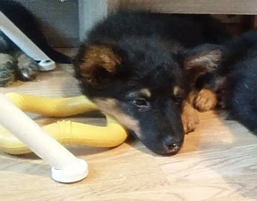 Kto pokocha miniaturkę owczarka ma 8 tyg. , mazow