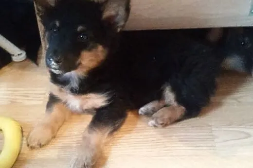 Kto pokocha miniaturkę owczarka ma 8 tyg. ,  mazow