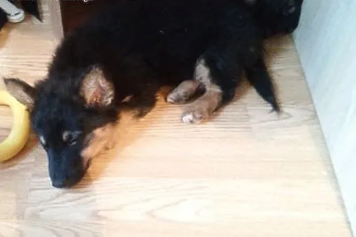 Kto pokocha miniaturkę owczarka ma 8 tyg. ,  mazow