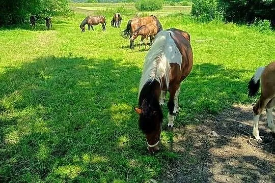 Sprzedam klacz zaźrebioną, Świętokrzyskie, Wygoda