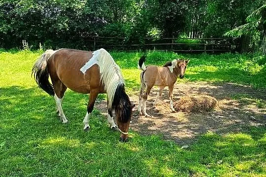 Sprzedam klacz zaźrebioną, Świętokrzyskie, Wygoda
