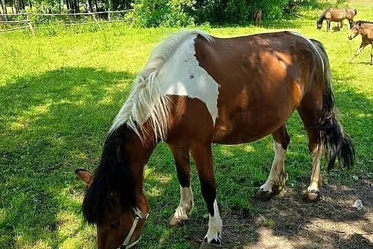 Sprzedam klacz zaźrebioną, Świętokrzyskie, Wygoda