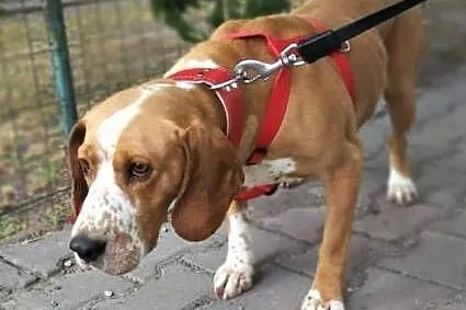 BAFI - piękny psiak w typie gończego szuka domu!,  mazowieckie Warszawa