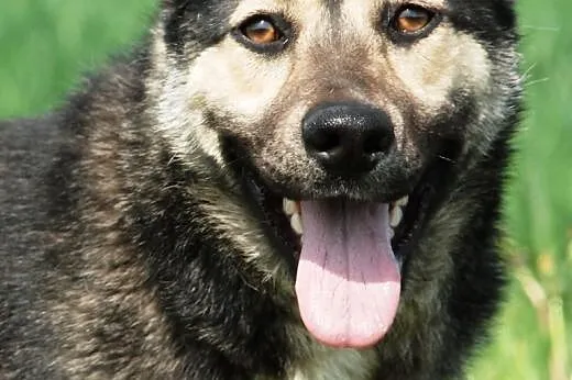 Kika - wesoła, energiczna, bardzo grzeczna - adopc