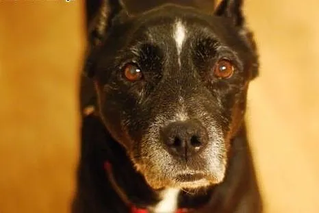 EMI szuka domu zanim przegra walkę z rakiem, Amstaff cała Polska