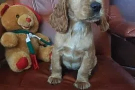 Cocker Spaniel Angielski złoty rudy piesek