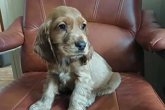 Cocker Spaniel Angielski złoty rudy piesek, Mazowieckie, Okolusz