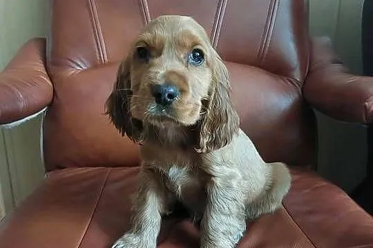 Cocker Spaniel Angielski złoty rudy piesek, Mazowieckie, Okolusz