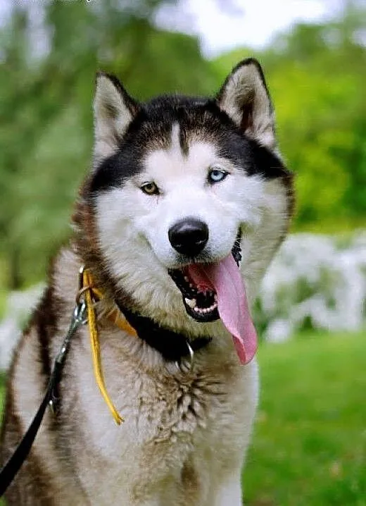 Preston młody pies mix alaskan malamute i siberian