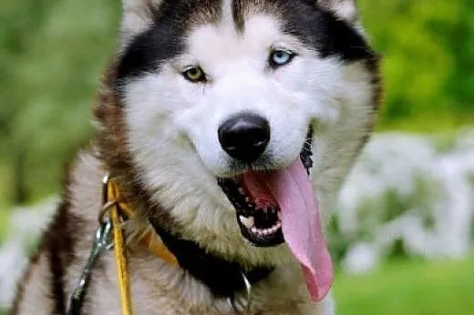Preston młody pies mix alaskan malamute i siberian