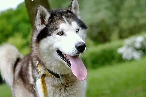 Preston młody pies mix alaskan malamute i siberian