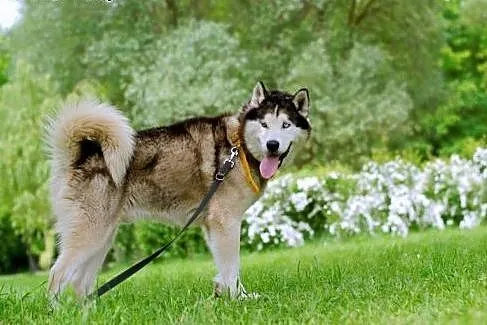 Preston młody pies mix alaskan malamute i siberian