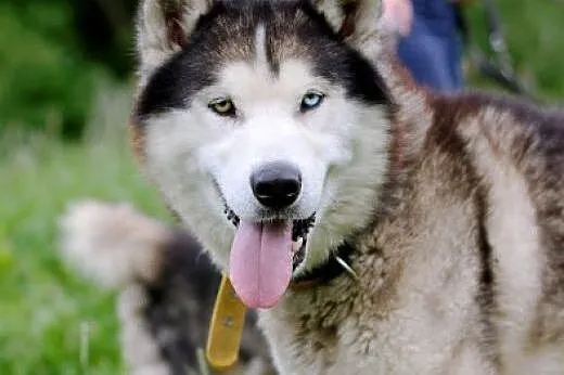 Preston młody pies mix alaskan malamute i siberian