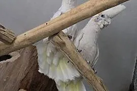 Dorosła para Kakadu Mała Salomońska ( łac. Cacatua ducorpsii)
