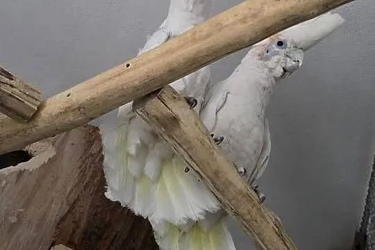 Dorosła para Kakadu Mała Salomońska ( łac. Cacatua ducorpsii)