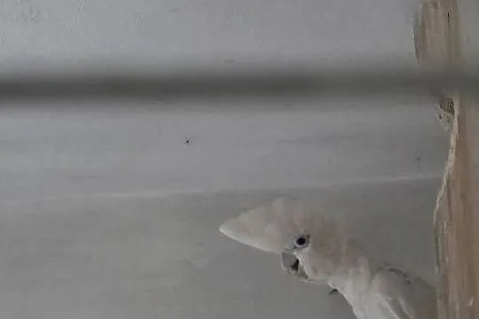 Dorosła para Kakadu Mała Salomońska ( łac. Cacatua ducorpsii), Wielkopolskie, Rawicz