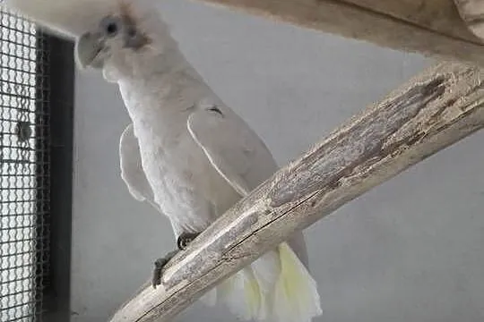 Dorosła para Kakadu Mała Salomońska ( łac. Cacatua ducorpsii), Wielkopolskie, Rawicz