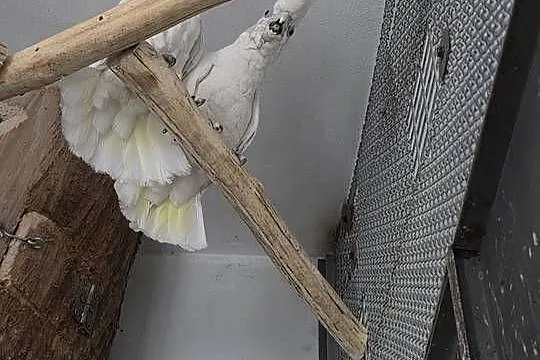 Dorosła para Kakadu Mała Salomońska ( łac. Cacatua ducorpsii), Wielkopolskie, Rawicz
