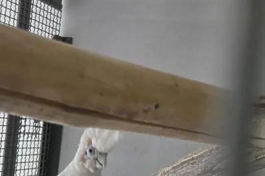 Dorosła para Kakadu Mała Salomońska ( łac. Cacatua ducorpsii), Wielkopolskie, Rawicz