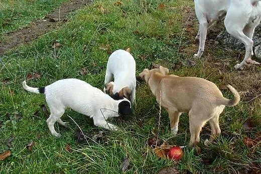 Aniela i Walentynka - szczeniaki do adopcji,  doln